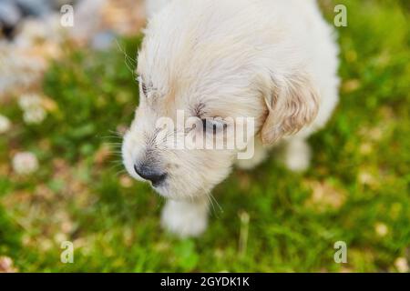 Niedliche goldene Retriever von oben im Gras mit Detail des Gesichts Stockfoto