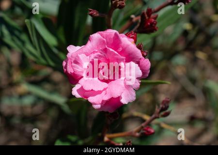 Nahaufnahme der blühenden zarten rosa Rose im Garten Stockfoto