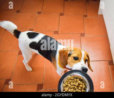 Aufgeregt Beagle Hund wartet auf Fütterung. Häusliches Leben mit Haustier. Füttern hungrigen Beagle Hund. Der Besitzer gibt seinem Hund eine Schale Granulat. Stockfoto