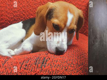 Kleiner trauriger Beagle-Hund denkt über etwas auf dem Sessel nach. Ein sehr trauriger Welpe. Weinend und wartet auf seinen Besitzer. Stockfoto