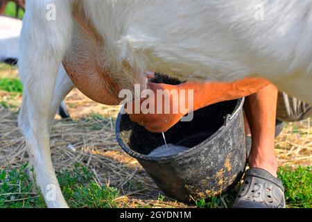 Nahaufnahme der Hand eines Bauern beim Melken einer Ziege auf einem Milchviehbetrieb. Bauer melkt eine Ziege auf einem Milchviehbetrieb. Der Besitzer melkt seine Ziege auf einem Milchviehbetrieb. Stockfoto