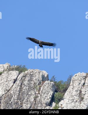 Ein eurasischer Gänsegeier, Gyps fulvus, der über den Kalksteinfelsen der Sierra de la Plata, Andalusien, Spanien, ragt. Stockfoto