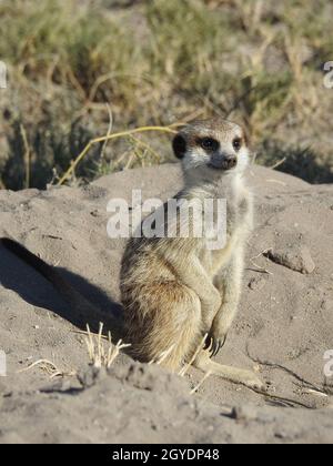 Vertikale Aufnahme eines Erdmännchen in der Savanne Stockfoto