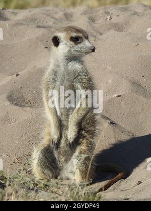 Vertikale Aufnahme eines Erdmännchen in der Savanne Stockfoto