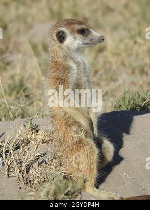 Vertikale Aufnahme eines Erdmännchen in der Savanne Stockfoto