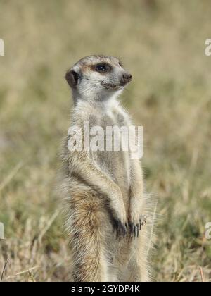 Vertikale Aufnahme eines Erdmännchen in der Savanne Stockfoto