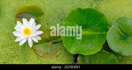 Weiße Wasserlilie (Nymphaea odorata), blühend im Süßwasserteich, E USA, von Dominique Braud/Dembinsky Photo Assoc Stockfoto