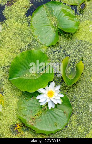 Weiße Wasserlilie (Nymphaea odorata), blühend im Süßwasserteich, E USA, von Dominique Braud/Dembinsky Photo Assoc Stockfoto