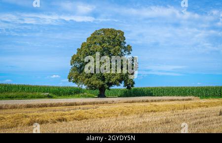 Tall limetere mit geerntetem Getreidefeld und Maisfeld im Hintergrund Stockfoto