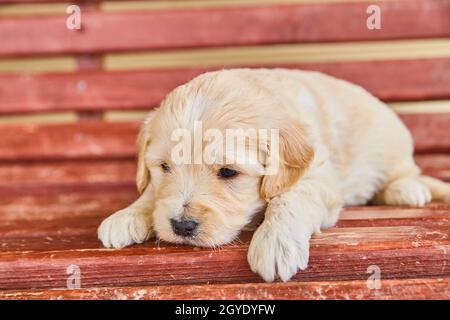 Weiß-goldener Retriever schläft fast in roter Bank Stockfoto