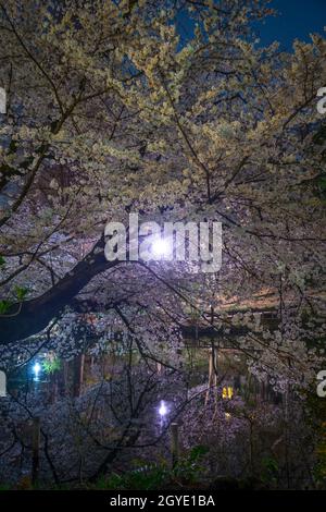 Kirschblüten im Inokashira Park (Inokashira Park). Drehort: Musashino-shi, Tokio Stockfoto