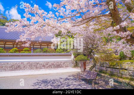 Engakuji der vollen Blüte des Kirschbaumes (Kamakura, Präfektur Kanagawa). Aufnahmeort: Kamakura, Präfektur Kanagawa Stockfoto