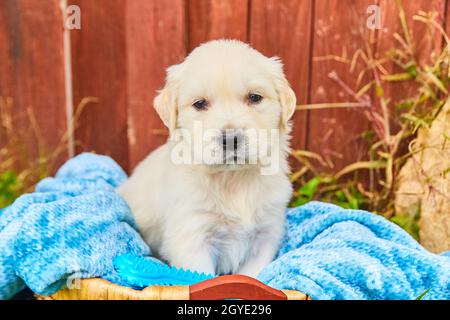Weiß goldener Retriever Welpe sitzt auf blauer Decke im Korb gegen roten Zaun Stockfoto