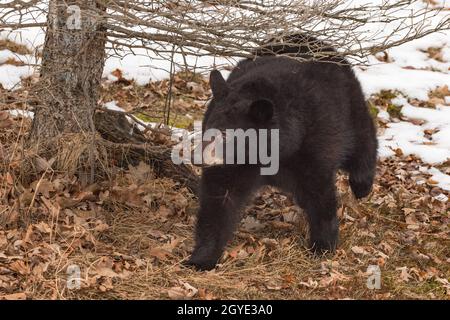 Schwarzer Bär (Ursus americanus) spaziert unter und um Tree Winter - Gefangenes Tier Stockfoto