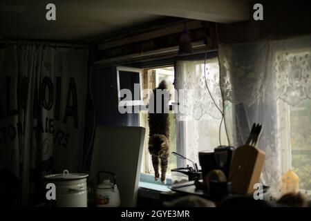 Die Katze springt auf das Fenster. Haustier in der Küche. Katze in Russland. Gewöhnliche Küche mit einer Katze. Stockfoto