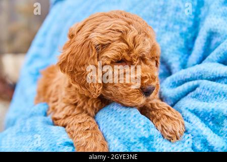 Winziges, lockiges Goldendoodle, das in einer blauen Decke ruht Stockfoto