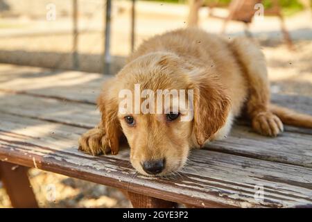 Wet Labradoodle Welpe ruht auf Holztisch Stockfoto