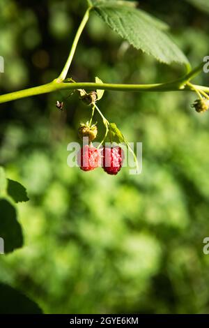 Eine sehr reife und unreife Himbeere, die an einem Ast hängt, aus der Nähe geschossen. Sonniger Sommertag, Nahaufnahme Stockfoto
