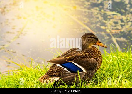 Weibliche Mallard Ente sitzt auf Gras in einem öffentlichen Park in der Nähe eines Teiches Stockfoto