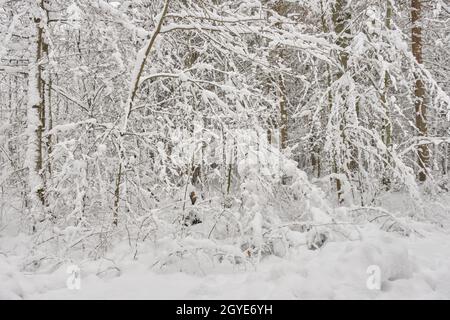 Winterliche Landschaft von verschneiten Laubbäumen mit gebeugten Erlen im Vordergrund, Bialowieza Wald, Polen, Europa Stockfoto