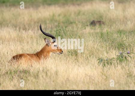 Uganda Kob (Kobus thomasi), Queen Elizabeth National Park, Uganda Stockfoto