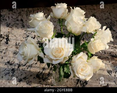 Ein Dutzend weißer Rosenblüten mit Blättern auf einer sonnenbeschienenen, beigen und schwarzen Granitarbeitsfläche. Hübsches Blumenstrauß von Dutzend weißen Rosen in einem Ta Stockfoto