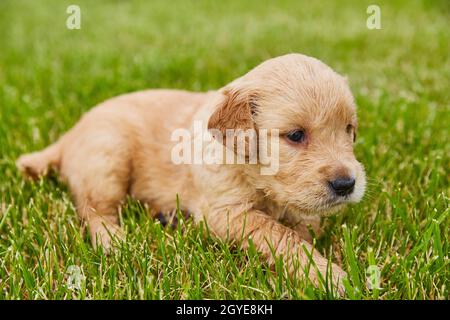 Liebenswert Baby golden Retriever Welpen Stockfoto