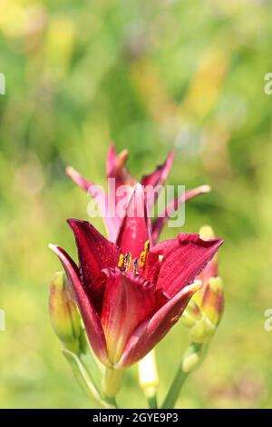 Hintergrund Seitenansicht einer roten Taglilie vor verschwommenem Grün. Stockfoto