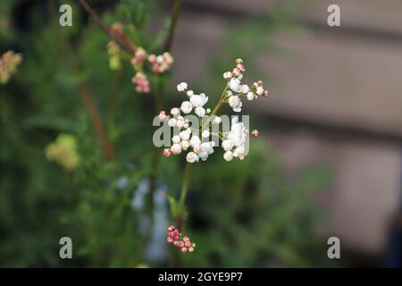 Nahaufnahme von weißen und rosa Blüten auf einem Wassertropfen. Stockfoto