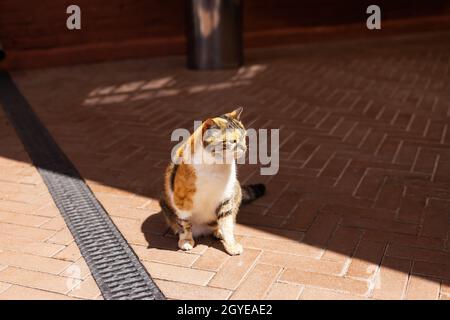 Die flauschige, bunte Katze sitzt draußen in der Sonne. Die Katze hat eine interessante, originelle Fellfarbe Stockfoto