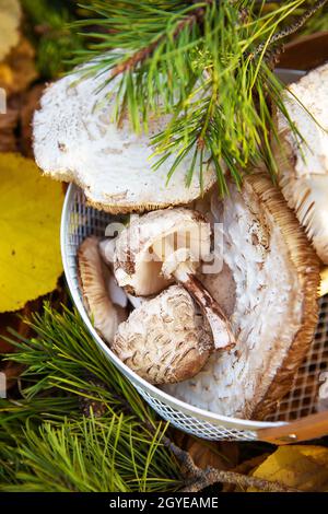 Ein Metallkorb, in dem es gibt essbare Pilze Schirme, steht auf gefallene gelbe Blätter. Close-up. Stockfoto