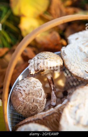 Ein Korb mit einem Griff aus Holz, in dem essbare Pilze Schirme liegen steht auf gefallene gelbe Blätter. Close-up. Stockfoto