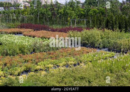 Topfpflanzen werden im Gartencenter verkauft. Verkauf von Pflanzen im Freien. Viele Sorten von grünen Pflanzen. Blumen, Tanne, Fichte, Thuja, Apfel und andere fru Stockfoto