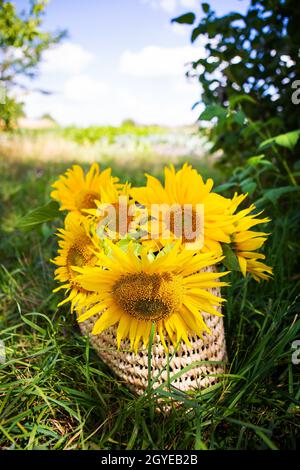 Ein Blumenstrauß aus Sonnenblumen liegt in einem Stroh Beutel auf dem grünen Rasen. Close-up. Stockfoto