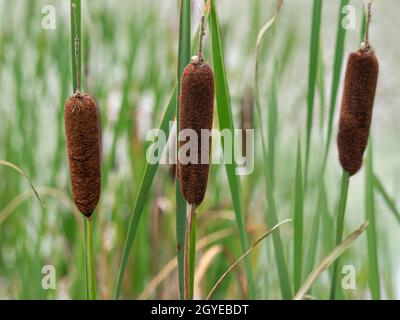 Nahaufnahme von drei braunen Sämeköpfen des gemeinen Bullrush, Typha latifolia, auch bekannt als große Schilfmake und Breitblattkattel Stockfoto