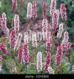 Nahaufnahme von hübschen rosa Bistorblüten oder Knoweed-Blüten, Persicaria affinis Superba, in einem Garten Stockfoto