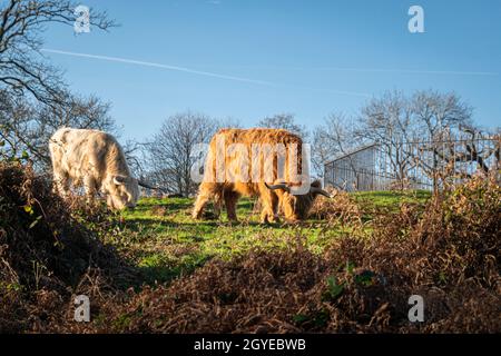 Highland Cows grasen auf dem Land in Kent, Großbritannien Stockfoto