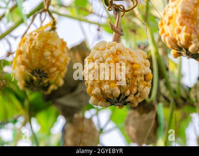 Gelbe Zierkürbis-Frucht (warty Birne Kürbis) hängt auf seinem Baum mit grünem Blatt in Bio-Gewächshaus Bauernhof Stockfoto