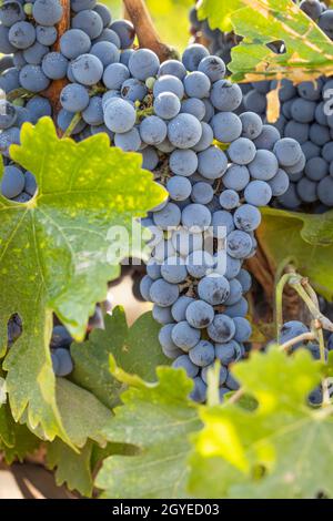 Wunderschöne, Üppige Weintrauben-Buschels Im Weinberg Stockfoto