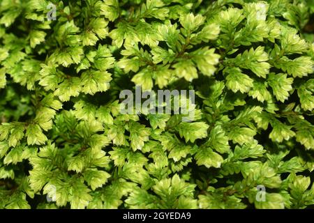 Liverwort Aufnahme aus Icchegaon, Kalimpong, Westbengalen, Indien Stockfoto