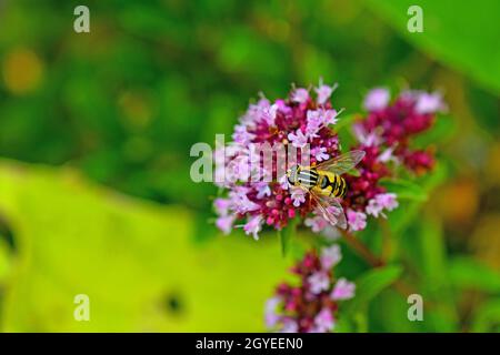 Paläarktische Schwebfliege auf einer Thymianblüte Stockfoto