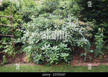 Großer Rhododendron-Strauch im Sommer im Garten in einem Blumenbeet Stockfoto