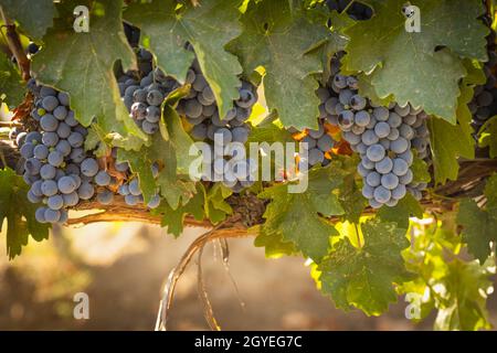 Wunderschöne, Üppige Weintrauben-Buschels Im Weinberg Stockfoto