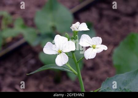 Nahaufnahme Rettich Pflanze und weiße Blumen, Rettich Blume , Stockfoto