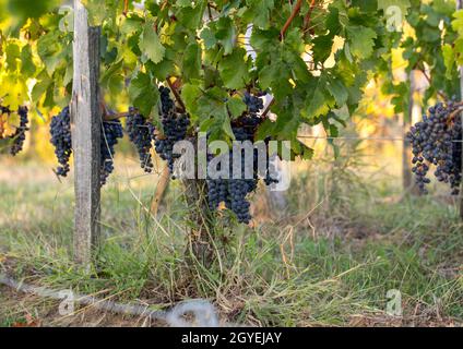 Nahaufnahme von roten Merlot Trauben im Weinberg. St Emilion, Gironde, Aquitaine. Frankreich Stockfoto