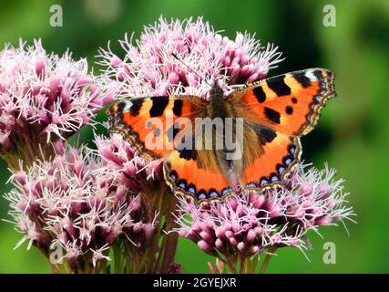 Kleiner Fuchs, Aglais urticae, auf Wasserdost-Blütenstand Stockfoto