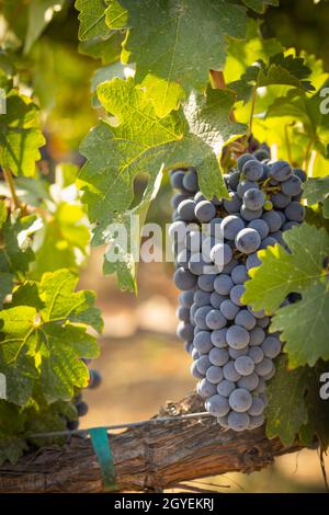 Wunderschöne, Üppige Weintrauben-Buschels Im Weinberg Stockfoto