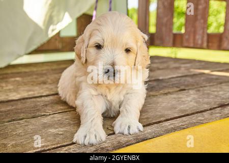 Weißer Golddoodle-Welpe, der im Schatten der Terrassenmöbel sitzt Stockfoto
