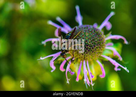 Wespe sitzt auf einer Blume und frisst ein Insekt, das in Blumen gefangen ist Stockfoto