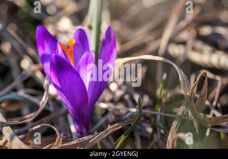Wilde lila und gelbe Iris Crocus heuffelianus verfärbt die Blüte, die auf trockenem Gras wächst und Blätter herum hat. Stockfoto